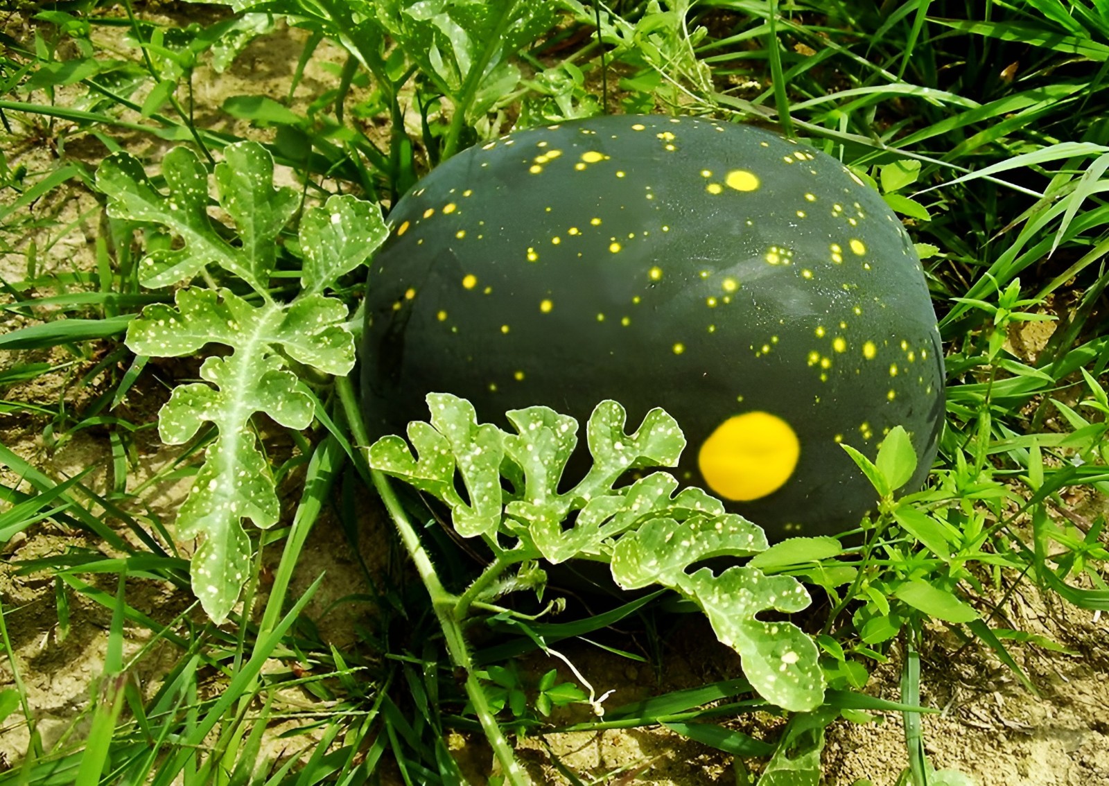 20 Rare Yellow Moon And Stars Watermelon Seeds – Beautiful & Sweet 20-25LB Melon