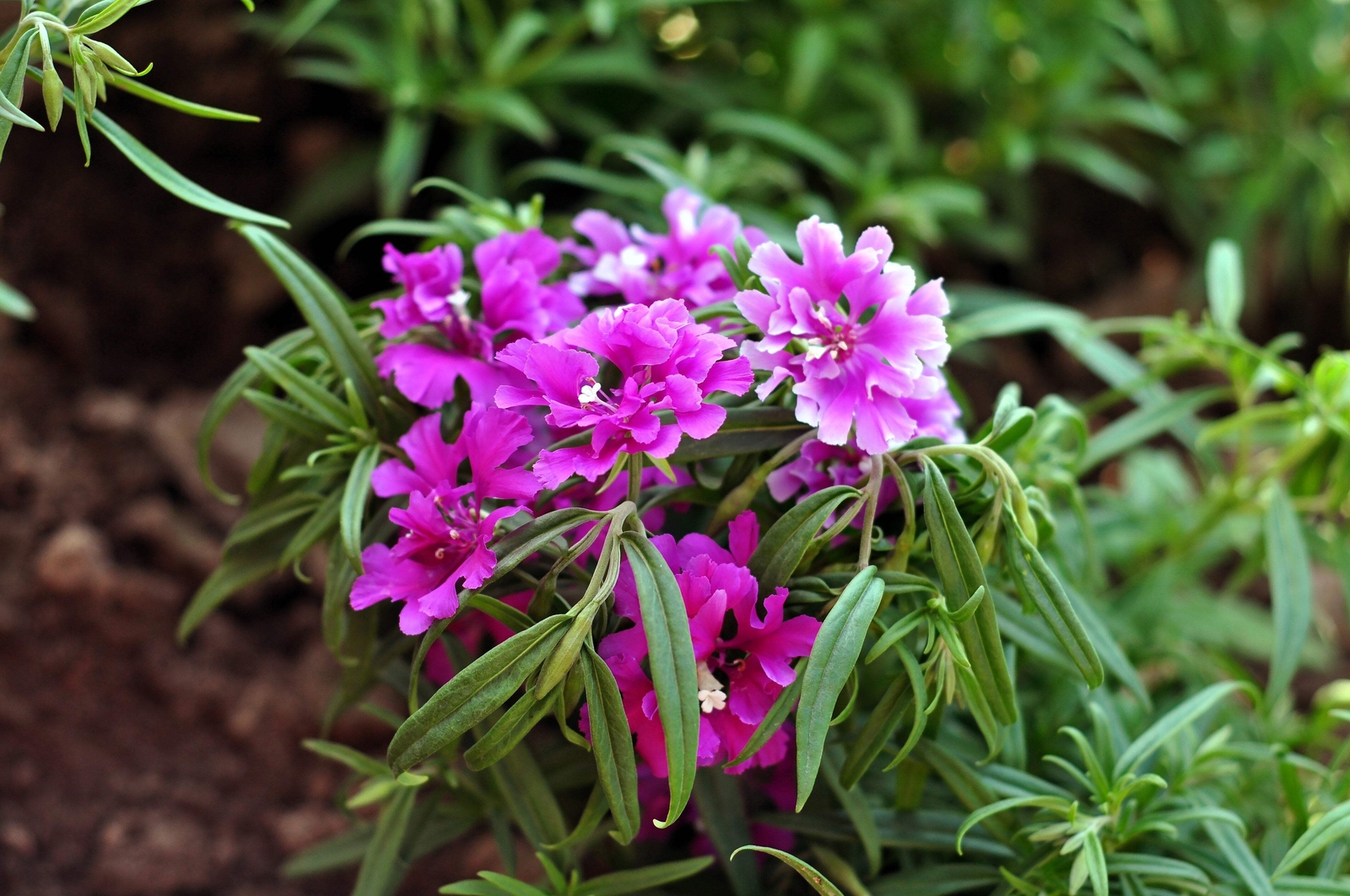 500 Mixed ELEGANT CLARKIA Mountain Garland Elegans Pink Purple Red Flower Seeds