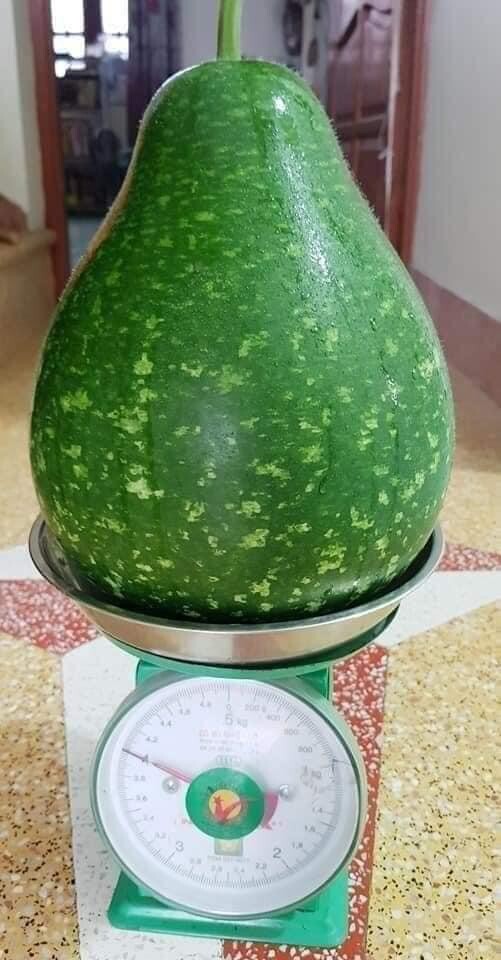 Hạt Giống Bầu Sao Tron Bau Sao Nam Tao Yai Mottled Bottle Gourd Star 30 Seed