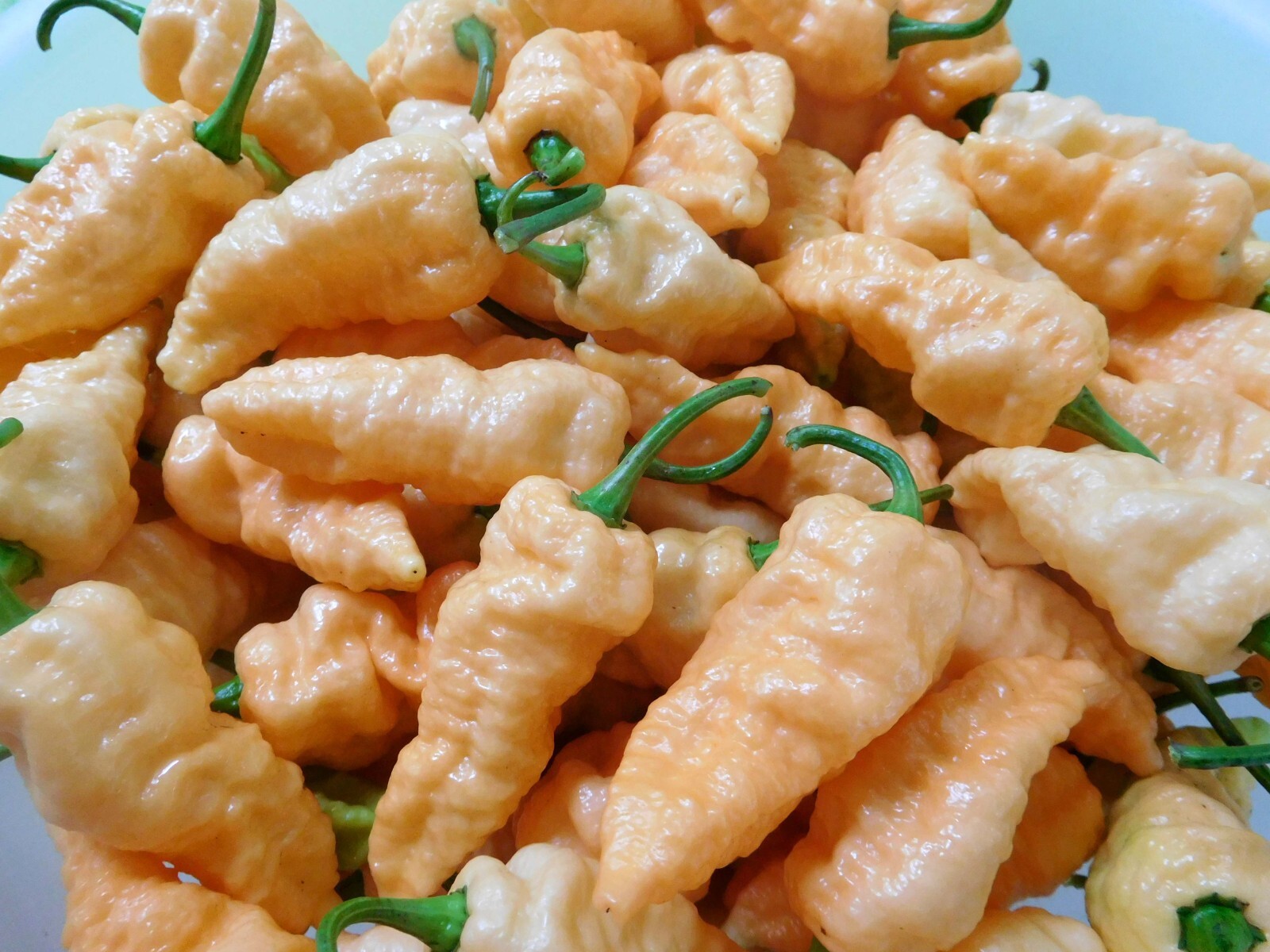 GHOST Pepper Seeds Super Hot! Bhut Jolokia Red 25+ seeds Organically Grown in TN