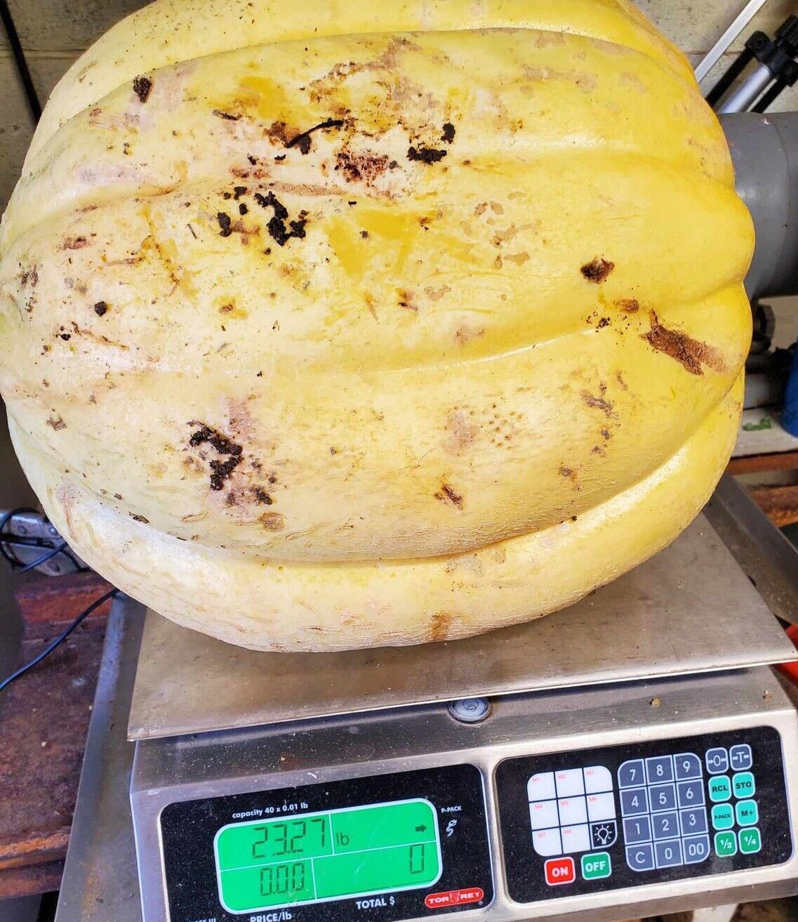 25 Giant Cantaloupe seeds, Home Grown in the USA, Non GMO, S&H with Tracking #