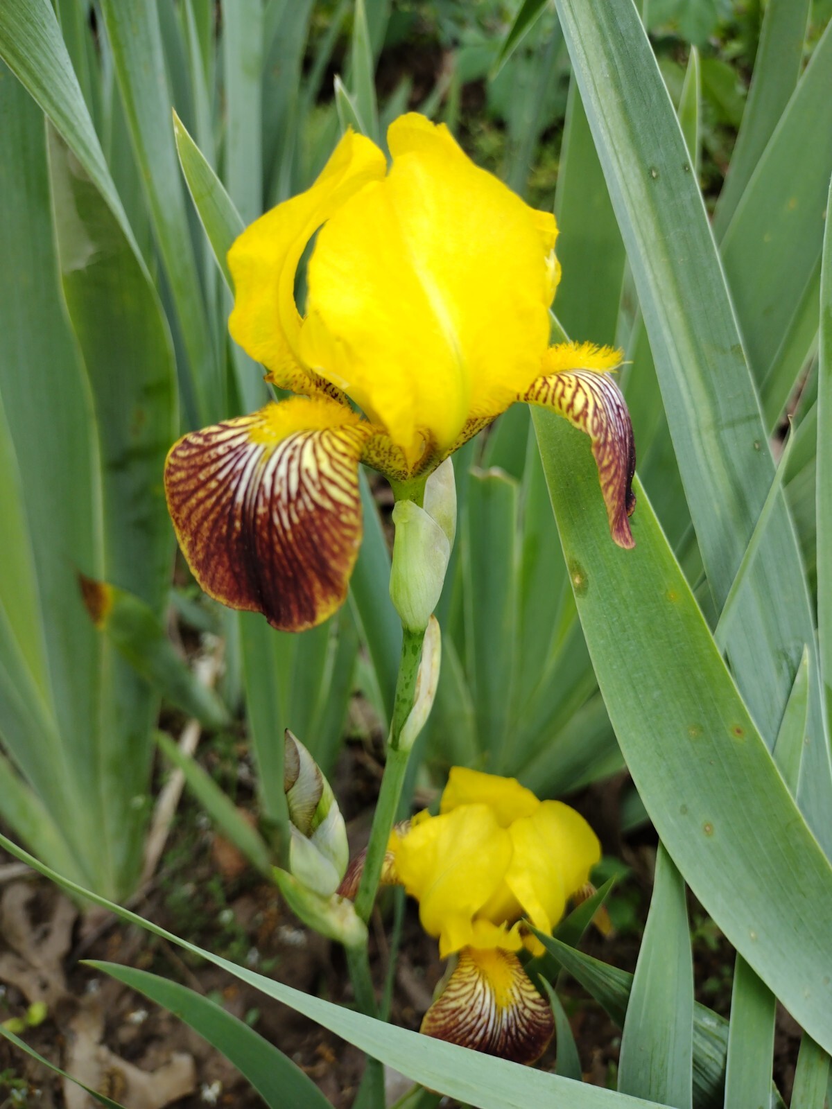 8 IRIS Rhizomes FREE SHIPPING