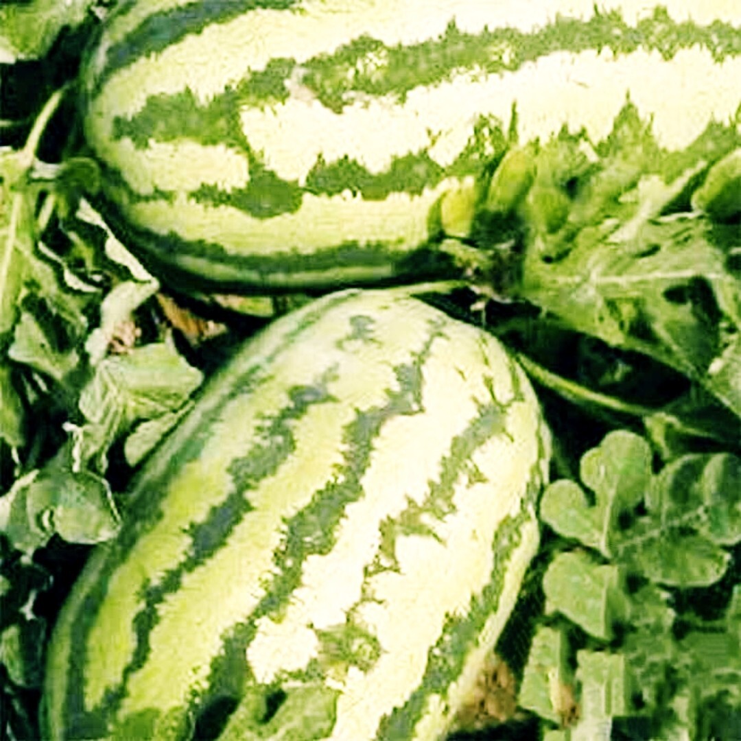 10+ Jubilee Watermelon Seeds | NON-GMO | Heirloom | 25-40 lbs | heat tolerant