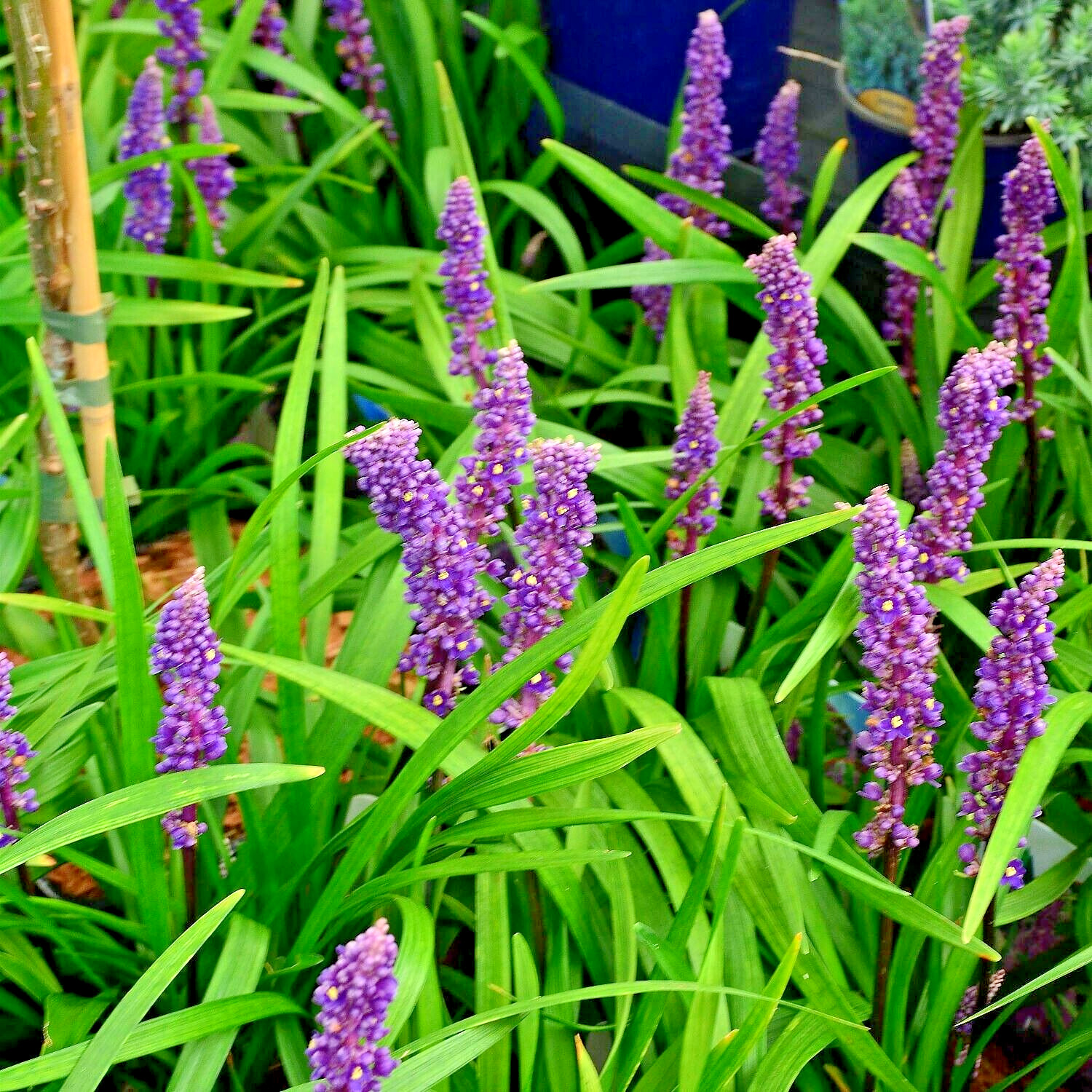 20 BLUE LILYTURF SEEDS – Liriope muscari