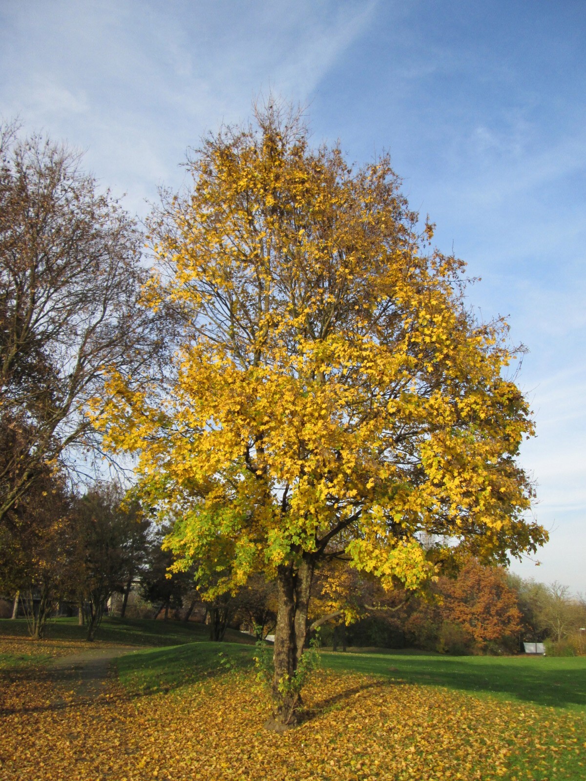 Field Maple Tree | Premium Seeds | Acer campestre ‘Fall’ | Plants’®