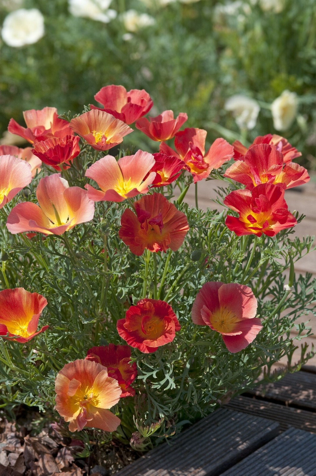 Eschscholzia Thai Silk Strawberry Fields Seeds 50 Eschscholzia Seeds