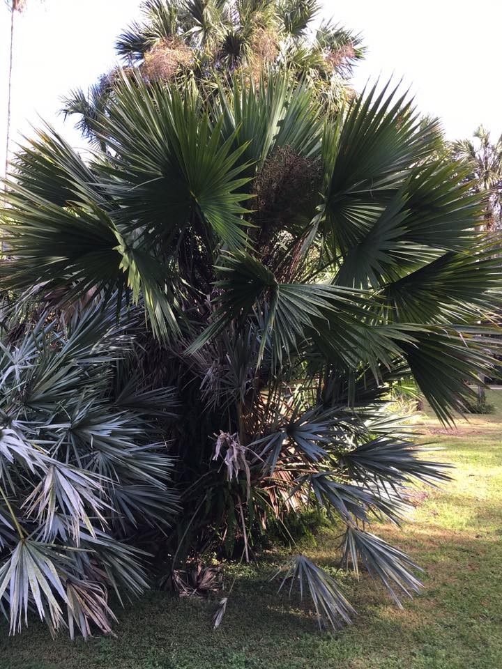 Sabal bermudana seeds. Bermuda Palmetto! Cold Hardy!