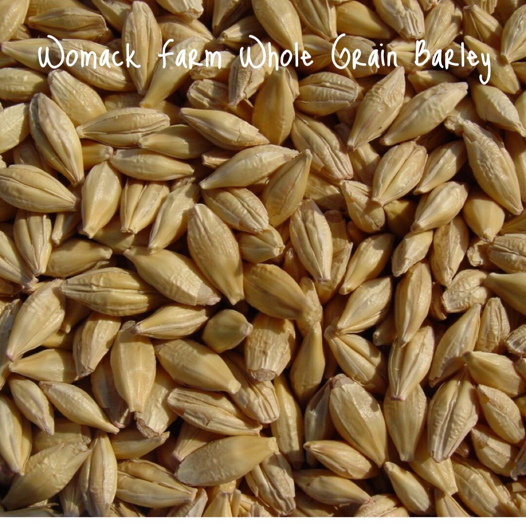 Barley – Whole Grain 300+ Seeds. Organic-~non-GMO~Cat Grass. Great Starter Pack.
