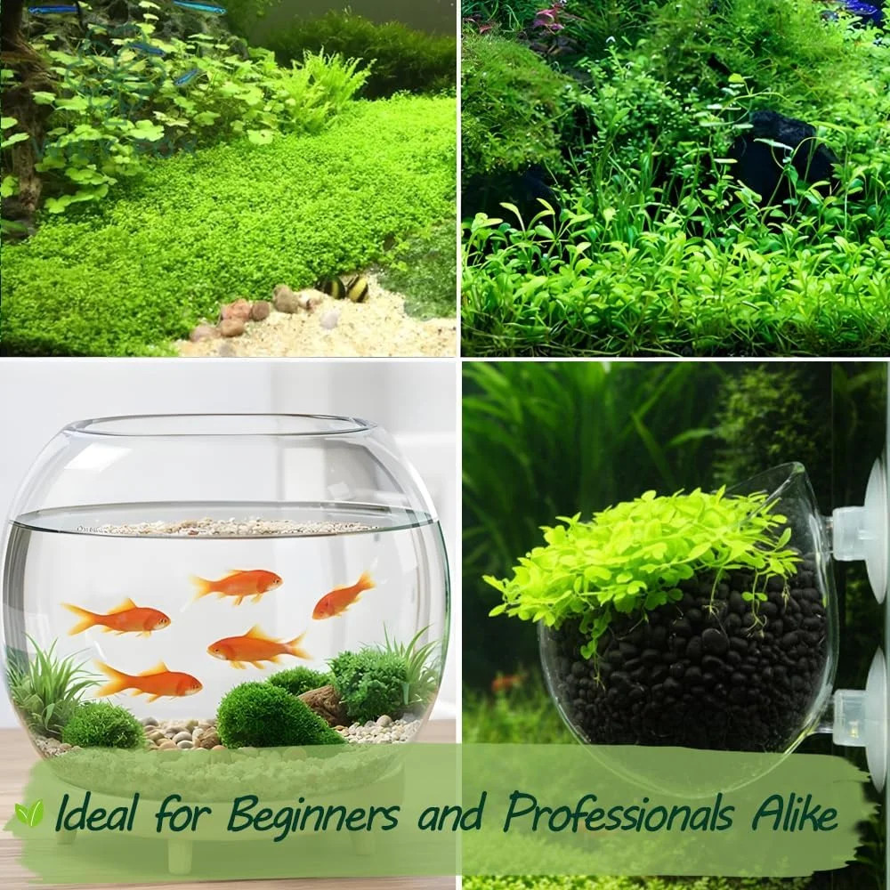 Premium Aquarium Plant Seeds for Planting – 8,000+ Live Mixed Seeds, 4 Varieties