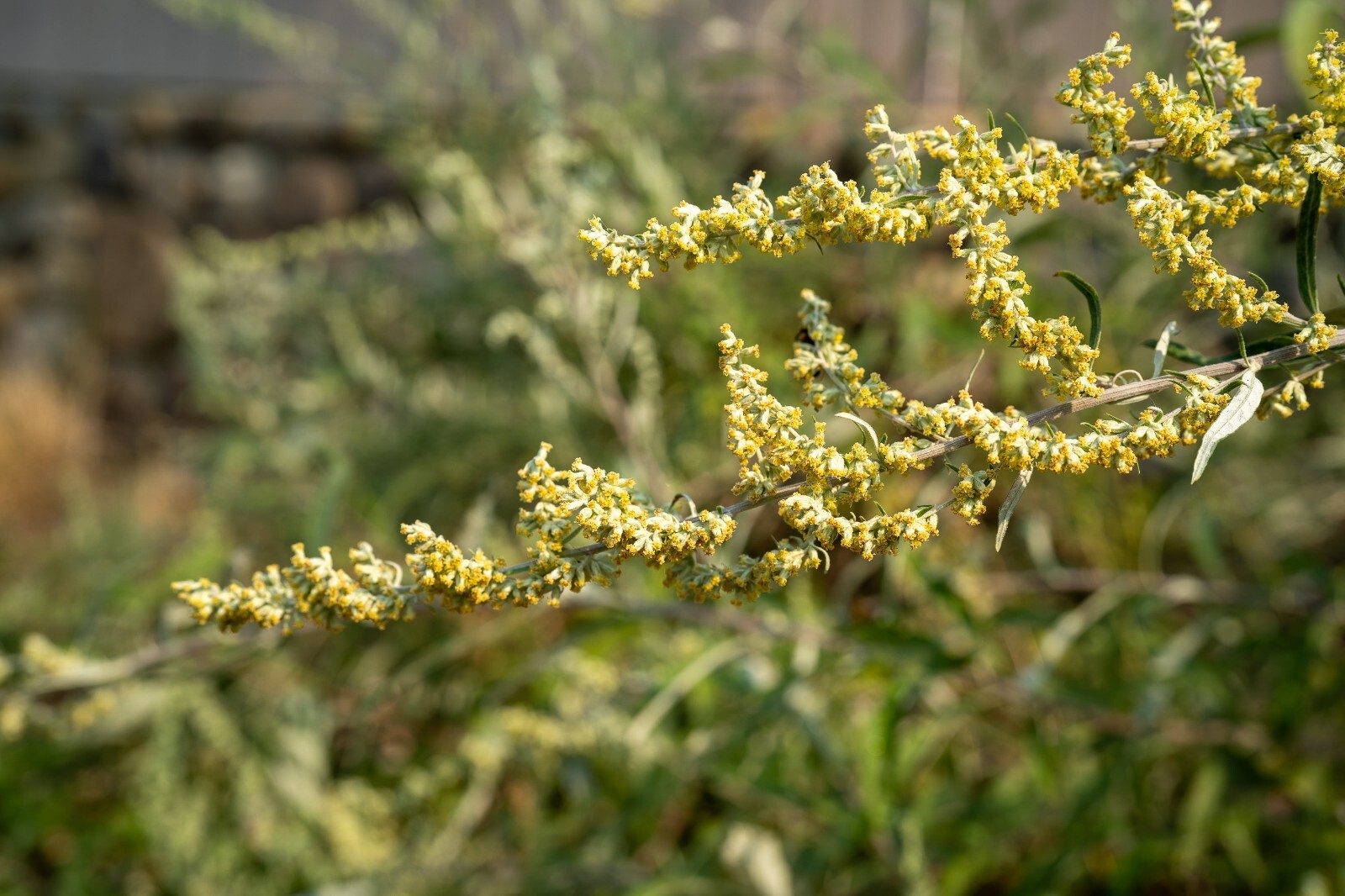 California Mugwort Seeds