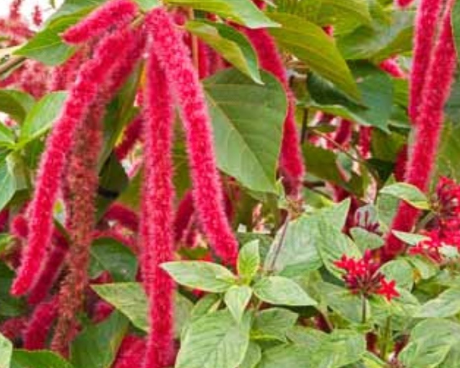 400+ Red Love Lies Bleeding Seeds **Fresh Seeds** ~~Free Shipping~~