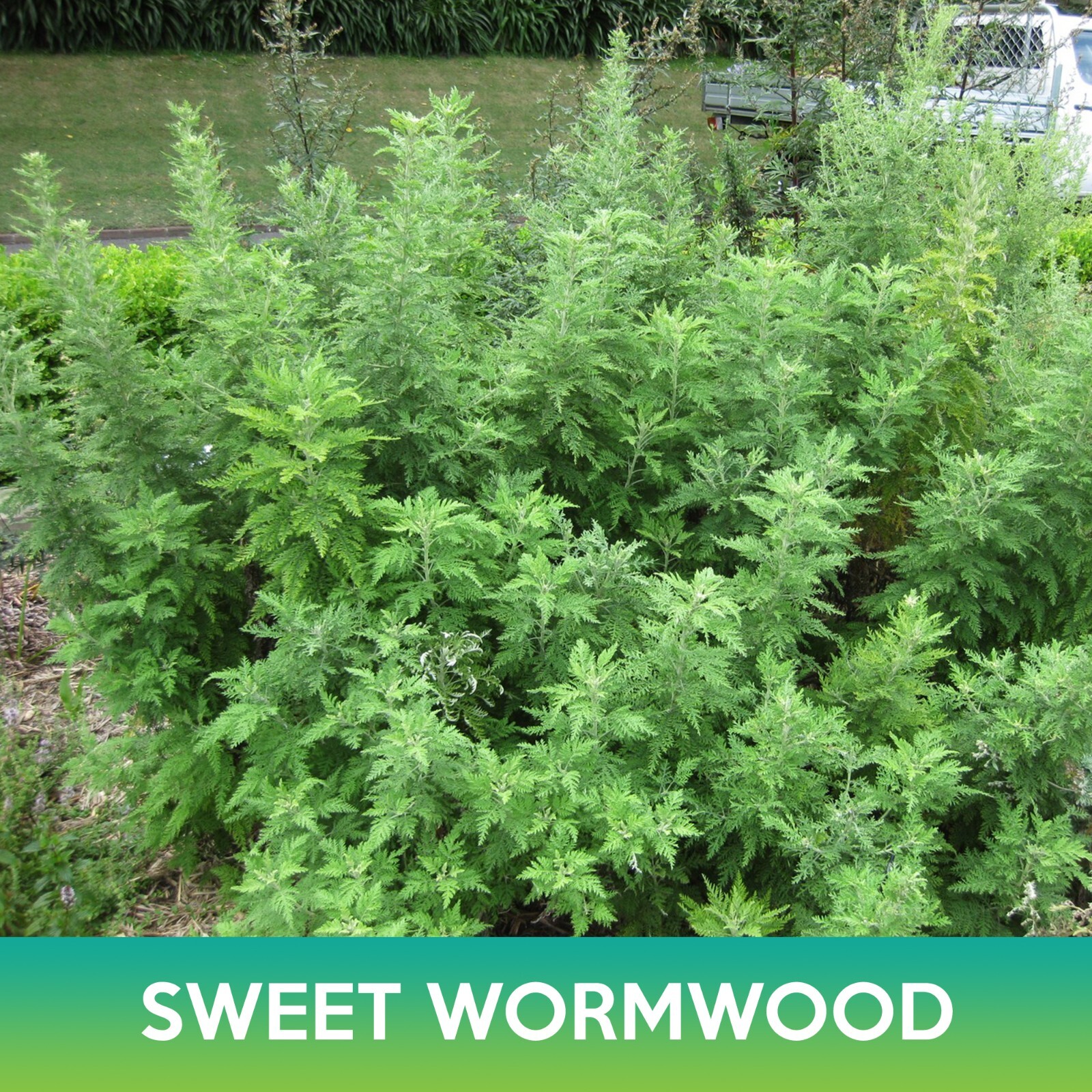 Sweet Wormwood, Artemisia annua