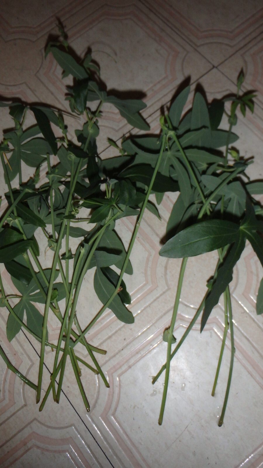 Passiflora Caerulea 15 cuttings, Blue Passion flower vine, 6-8 inches long each