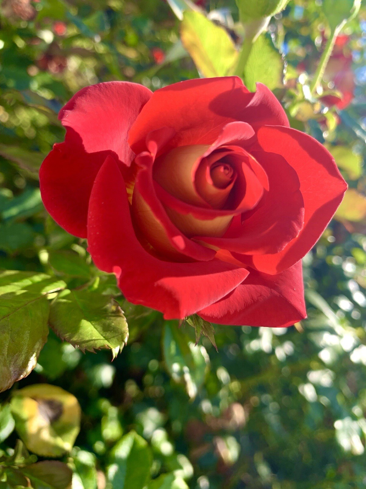 Yellow-Red Ketchup-Mustard Rose – 10 Seeds 2024 – USA seller