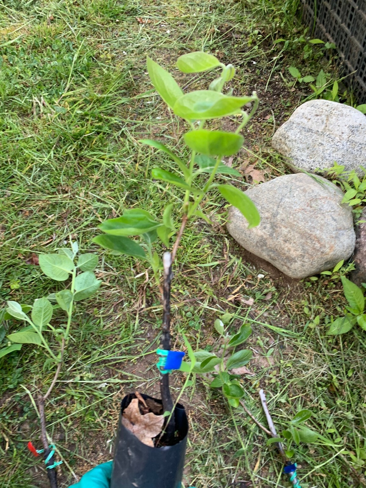 Saijo Asian Persimmon, grafted, 12-18 inches tall live tree plant