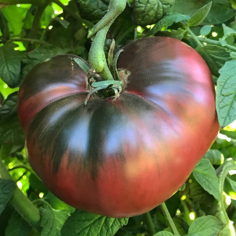 Cherokee Purple Tomato Seeds Heirloom Slicing Non Gmo Garden Plant