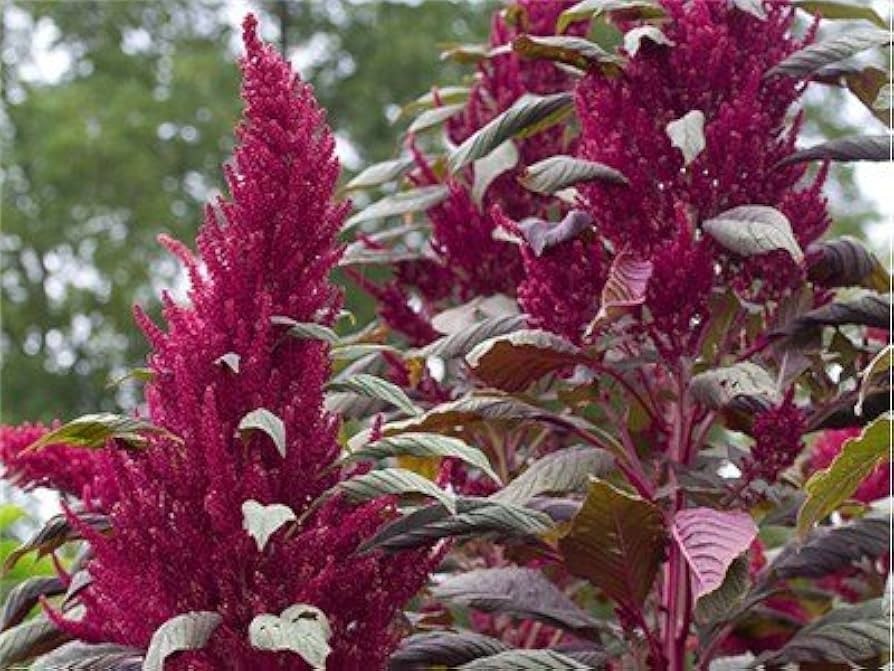 200 Red Garnet Amaranth Seeds NON GMO Free Shipping & Tracking