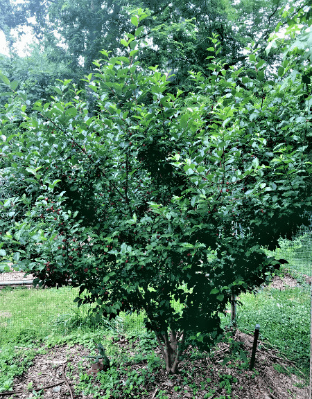Goumi Berry Tree Seeds Elaeagnus multiflora Rare Hardy Cherry Silverberry Fruit