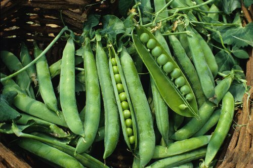 Pea Green Arrow Great Heirloom Vegetable by Seed Kingdom 1 Lb Seeds