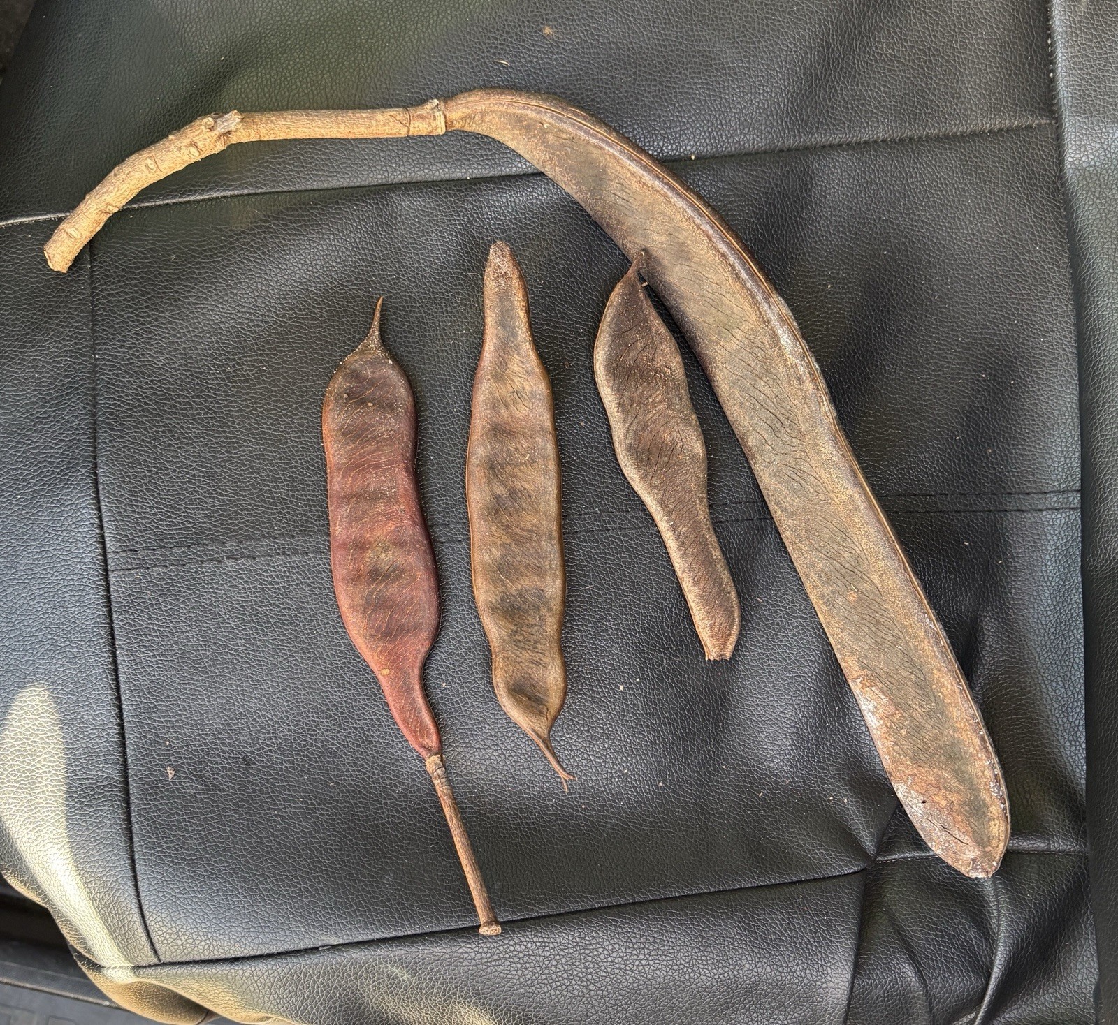 Royal Poinciana Delonix Regia Flame SEED PODS