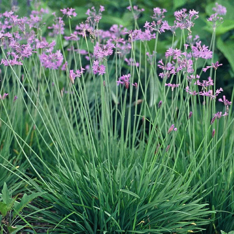 Society Garlic | Live Plant | 1 bulb with lots of roots | Dark Purple