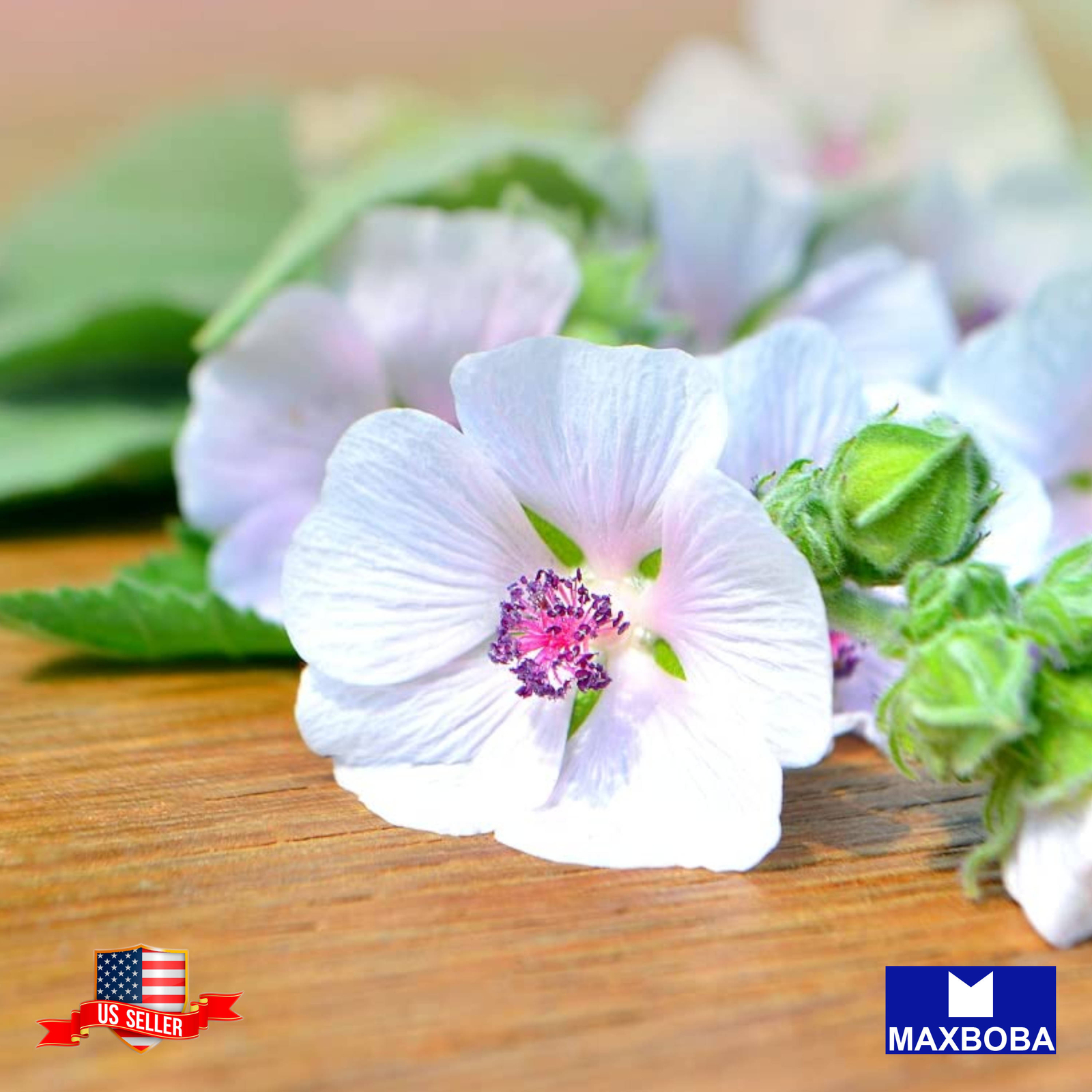 Marshmallow Herb Seeds Non-GMO /Heirloom /Open Pollinated /High Germination Rate