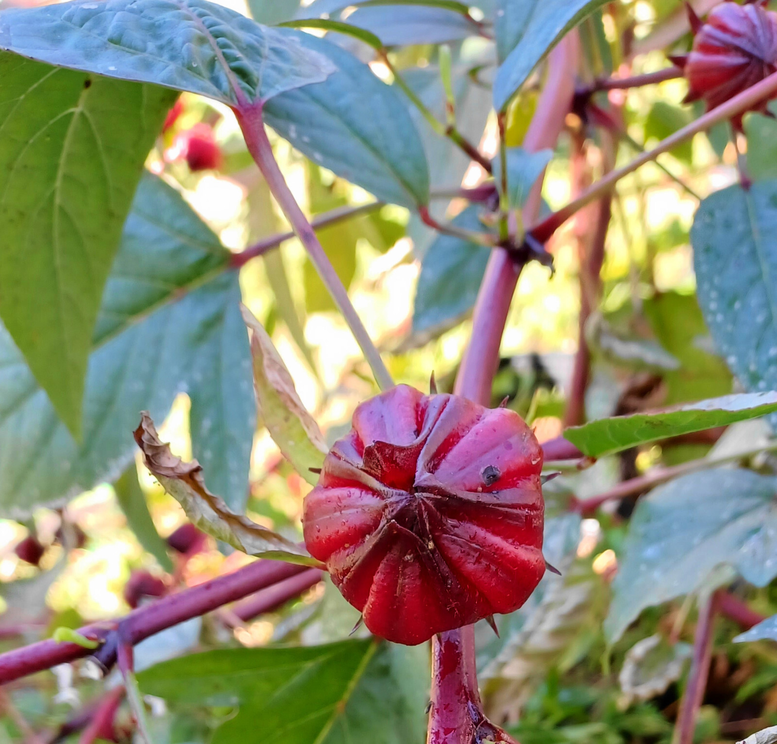 ROSELLE RED DROPS Variety – 12 SEEDS – Hibiscus Tea – Hibiscus – Sorrel