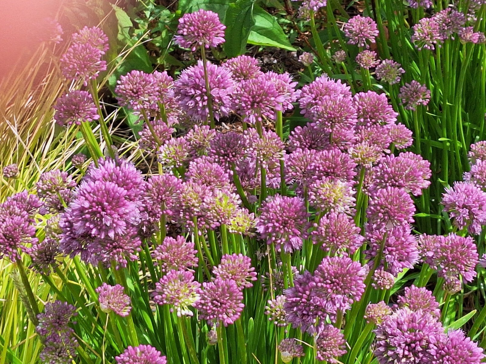 ALLIUM MILLENIUM LAVENDER FLOWERS 200 SEEDS, ORNAMENTAL ONION, HARDY