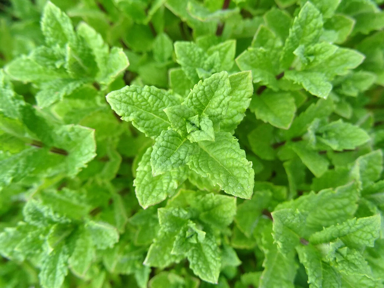 1000 PEPPERMINT SEEDS Mint NonGMO
