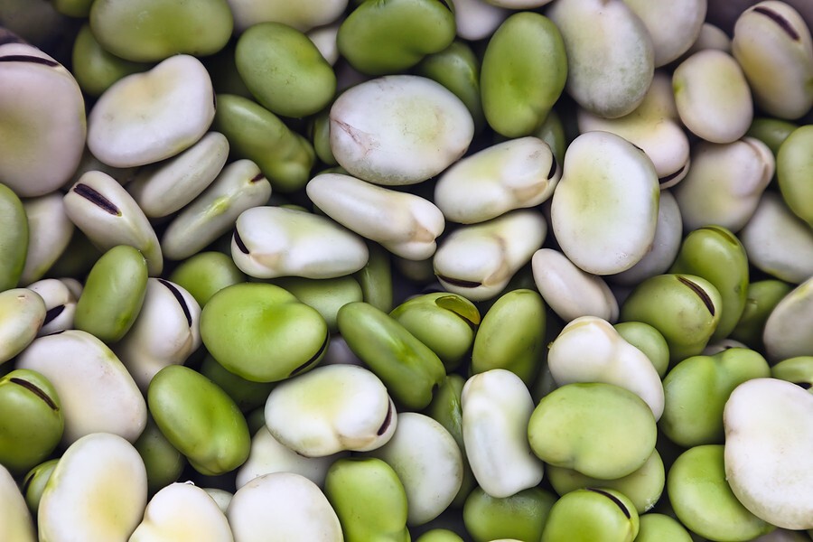 Beans, Henderson Lima Beans, 150 Non-Gmo, Heirloom, Organic, Amish Seeds.