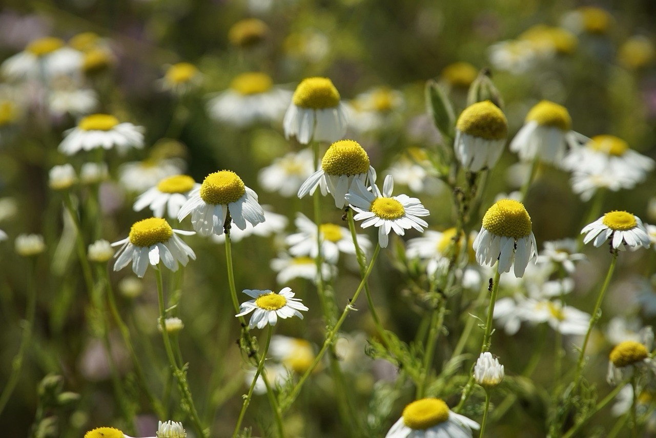 German Chamomile (10 Seeds) | Heirloom | Free Shipping | Herb Seeds |