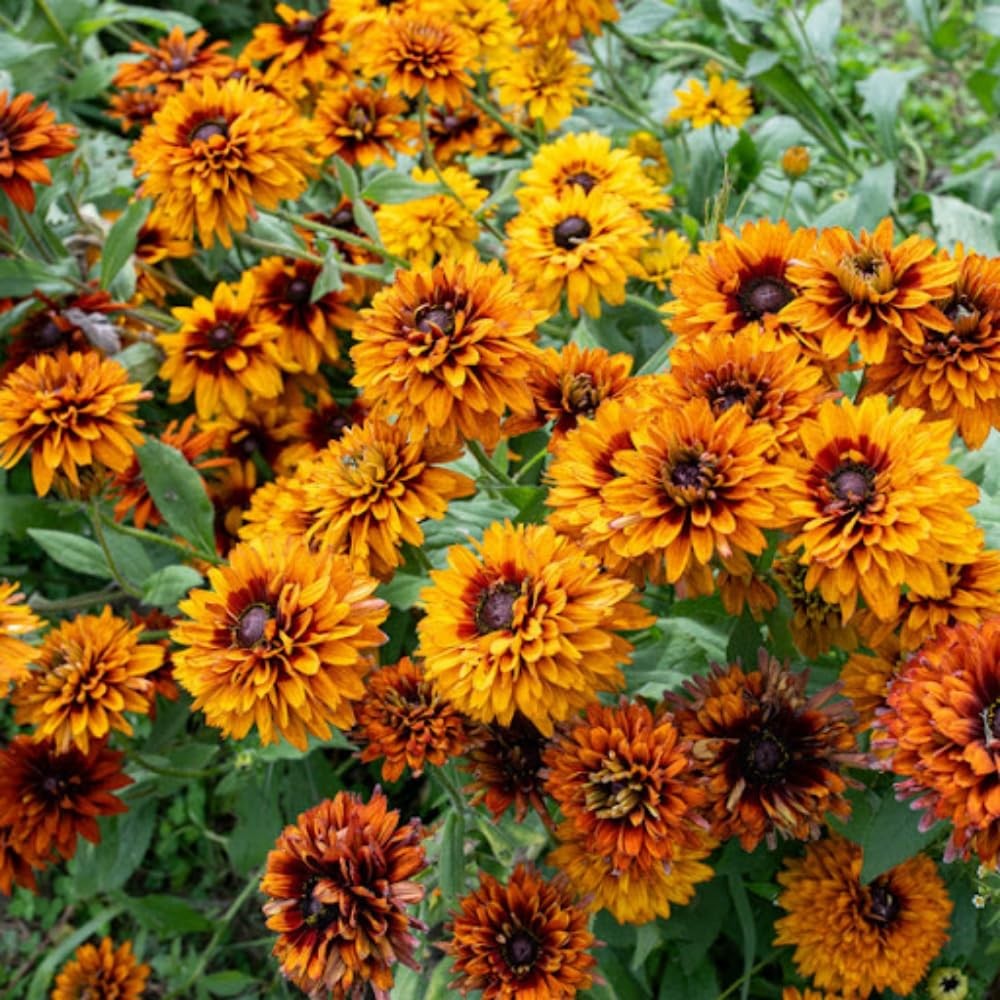 300 Seeds Cherokee Sunset Rudbeckia Hirta Seeds PerennialFlower Seeds for Pla…