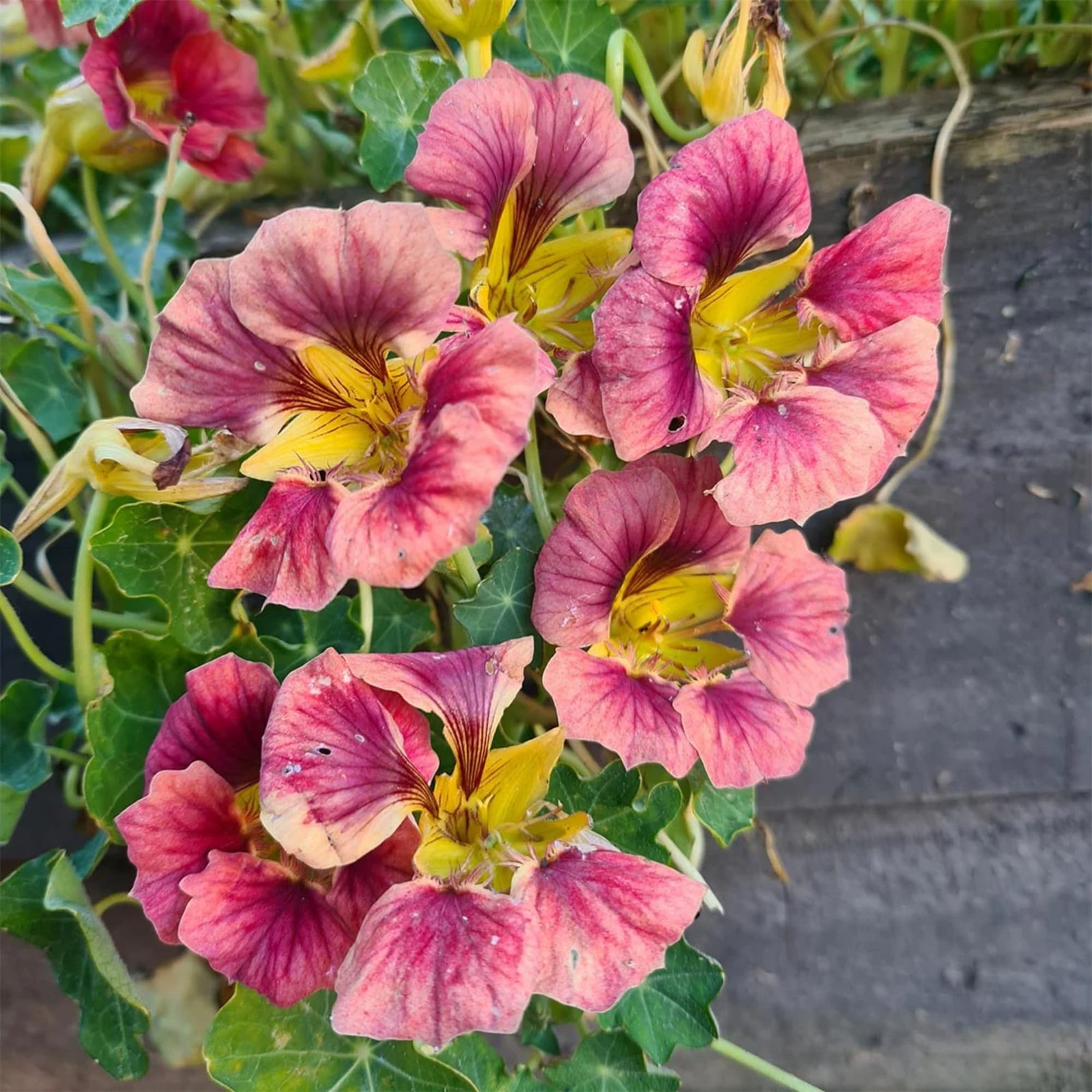 Rare Nasturtium Seeds for Planting 150+ Mixed Nasturtium Seeds Tropaeolum ma…
