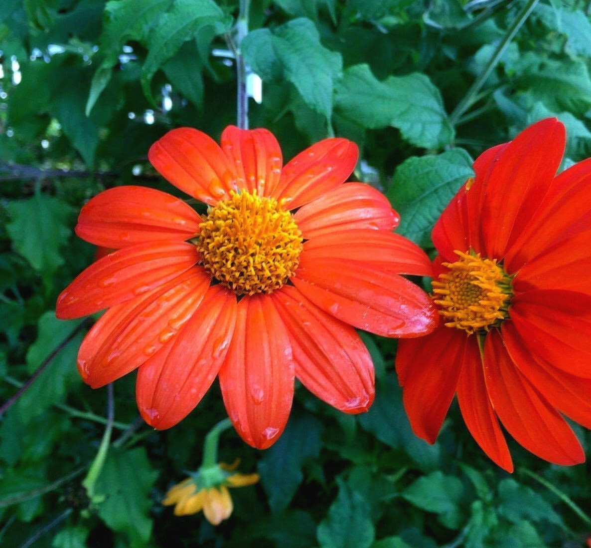 65+ Mexican Torch Orange Sunflower Seeds by my, Brooklyn Botanical Garden’sClub!