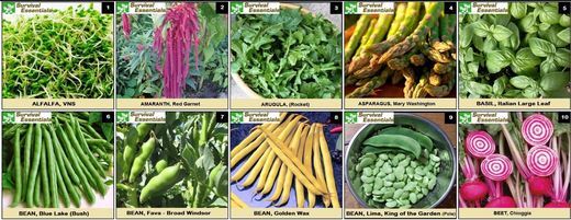 Heirloom Non Hybrid GMO Seed Organic Fruit Vegetable Disaster Emergency Garden