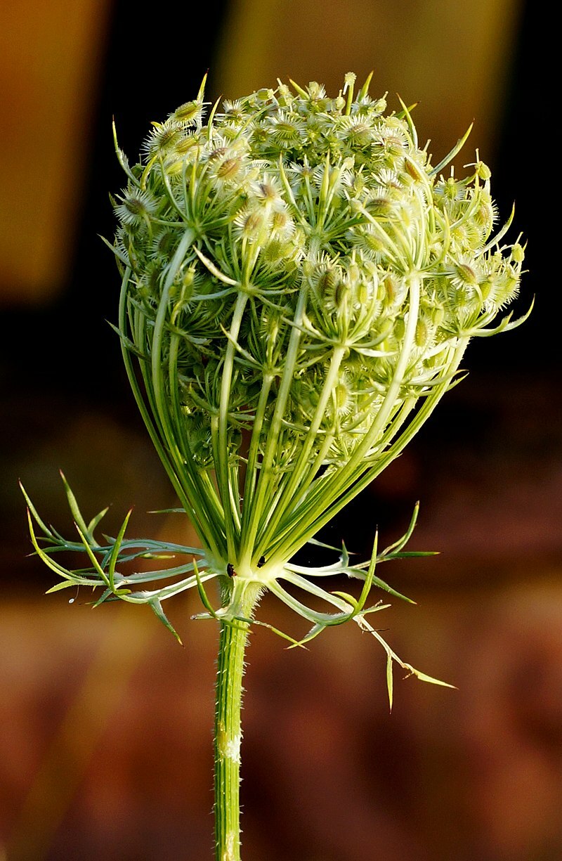 BULK, QUEEN ANNS LACE 10,000 SEEDS, DAUCUS CAROTA, WILD CARROT, HARDY