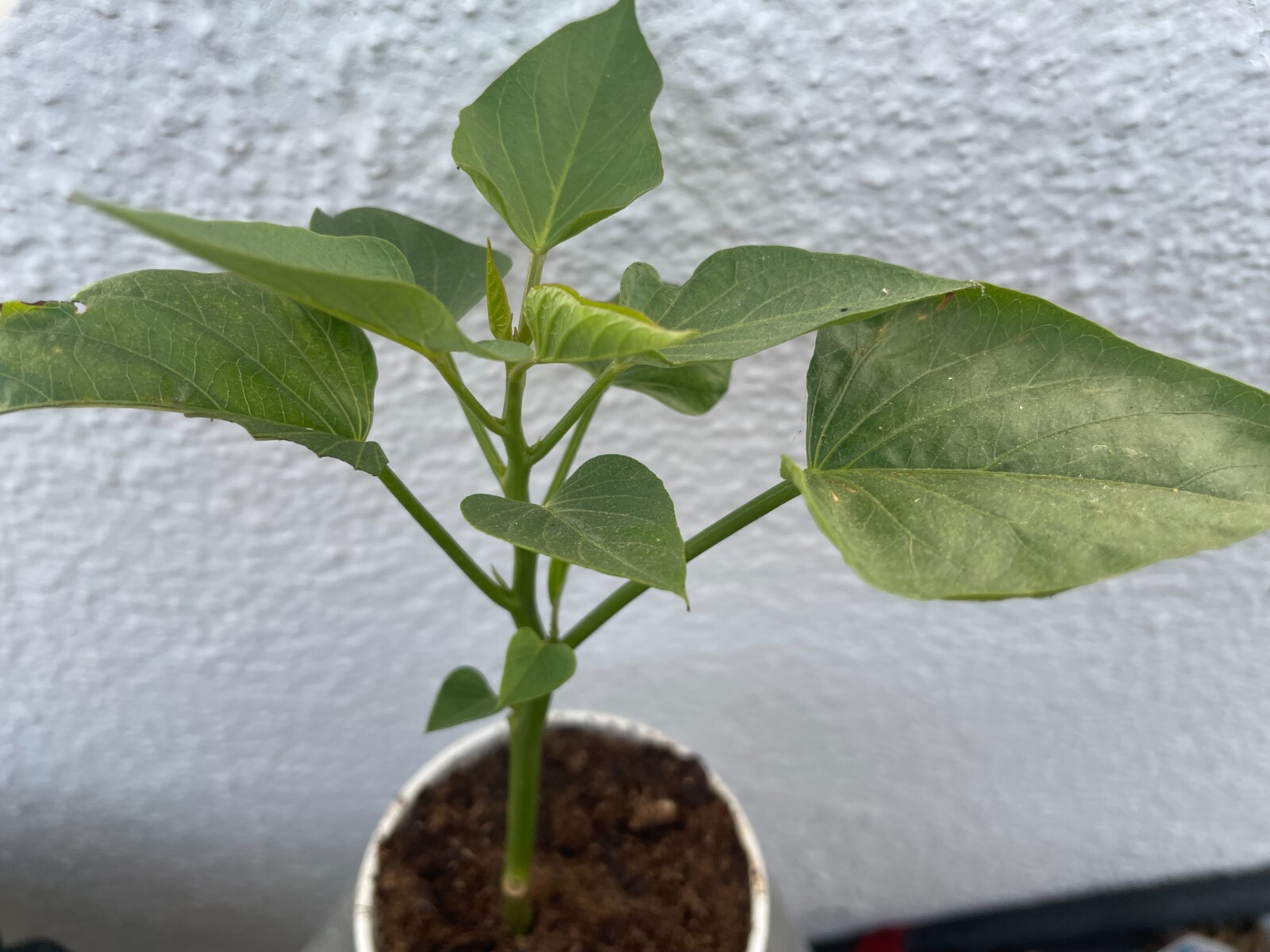 20 Edible Sweet Potato Plant Vine, Beauregard Sweet Potato slip Cuttings