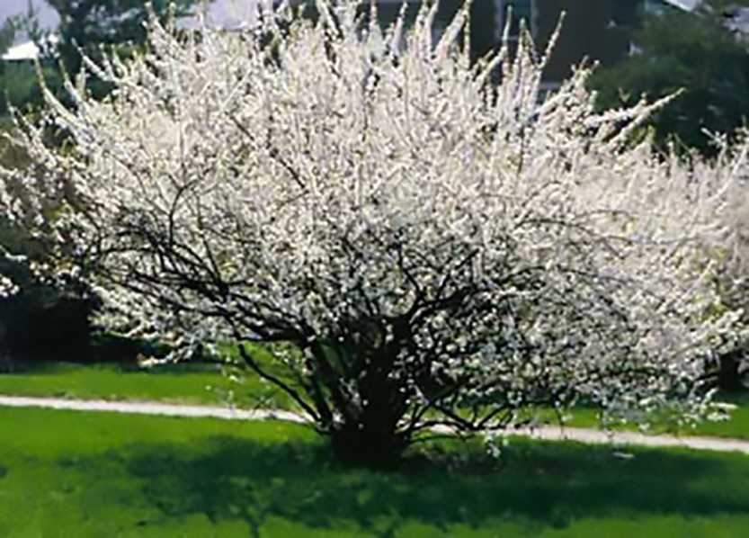 Nanking Bush Cherry, Prunus tomentosa, Shrub Seeds (Edible, Hardy, Fast)