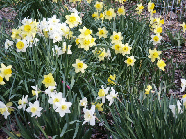 1000 fresh DAFFODIL SEEDS Narcissus Jonquil *MUST PLANT IN SUMMER or FALL *READ*