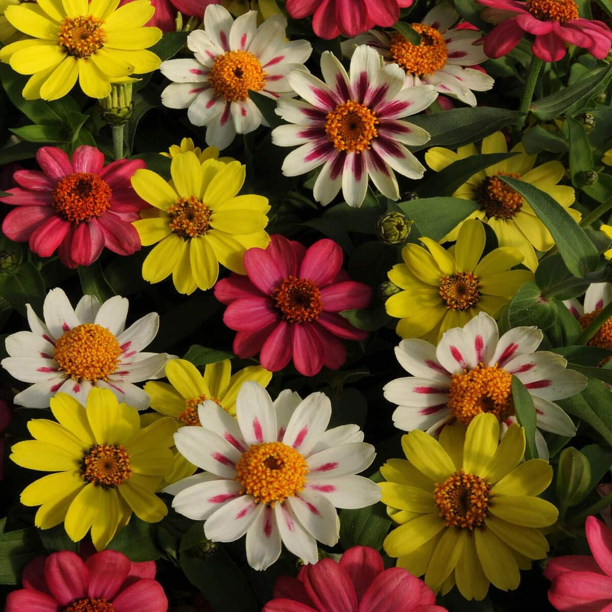 50Pcs Raspberry Lemonade Mix Zinnia Seeds, Heat/Drought Tolerant Annual