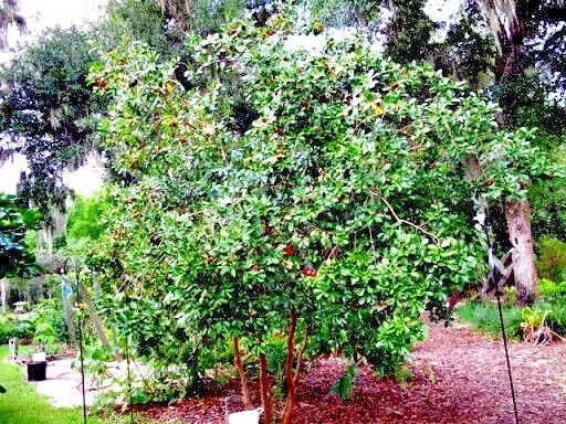 20 Lemon Apple Guava Tree Fruit Seeds ‘Ruby Supreme’ Plant (Psidium guajava)