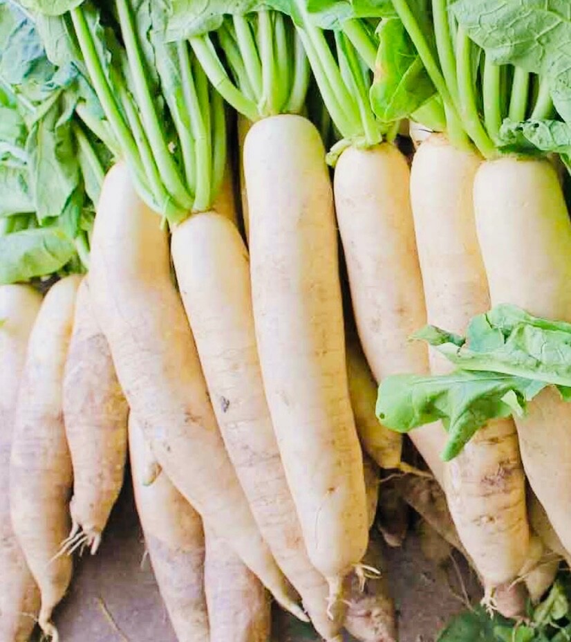 Daikon Radish Seeds,Deer Food Plot, Extremely Large Radish,Japanese Horseradish
