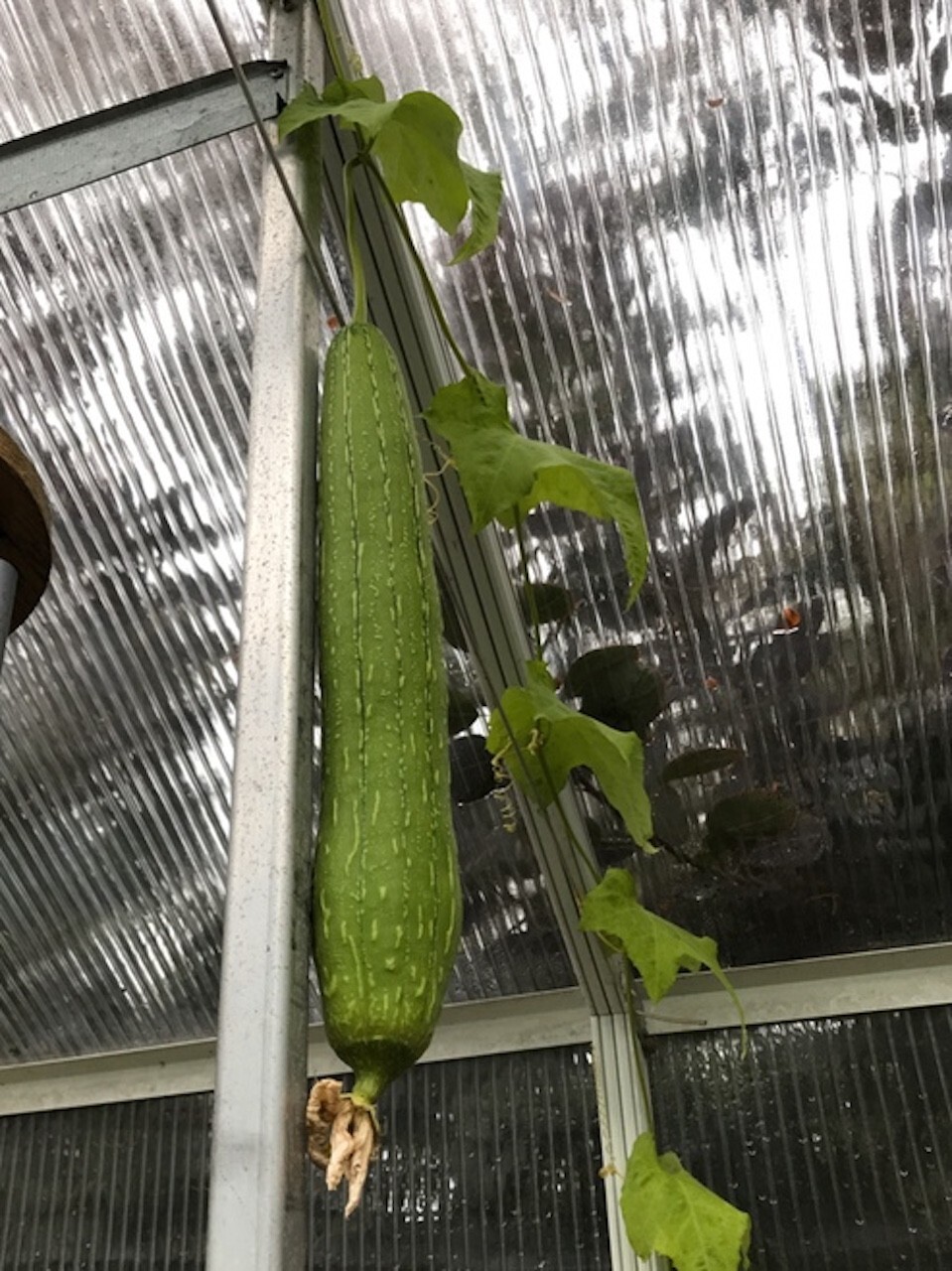20 Luffa Sponge Gourd Seeds, Vegetable Sponge, Dishcloth Gourd, NON-GMO