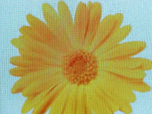 375 SEEDS CHRYSANTHEMUM ANEMONE YELLOW SINGLE PETELS-CENTER BLOOMS FLOWER SEEDS