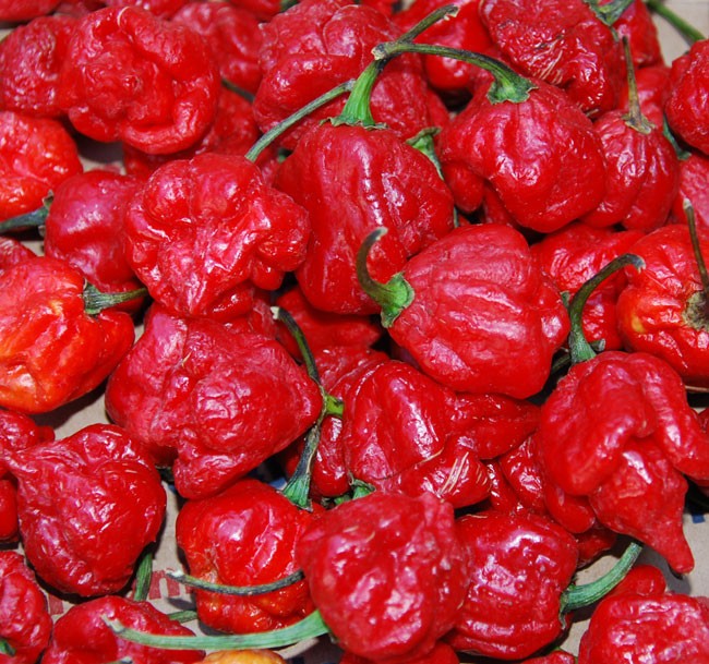 trinidad scorpion seeds. Super Hot! 20 Seeds. Free Shipping!