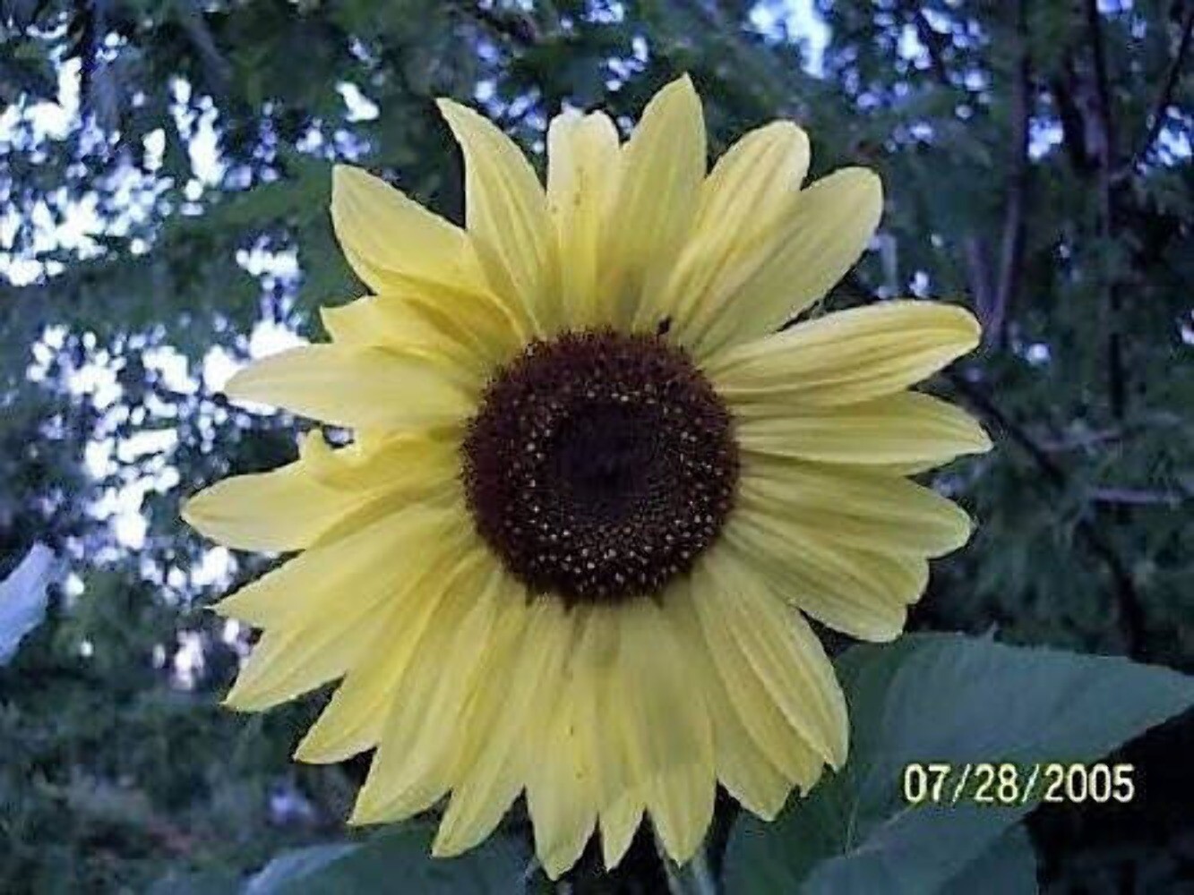 50 LEMON QUEEN SUNFLOWER Helianthus Annuus Flower Seeds