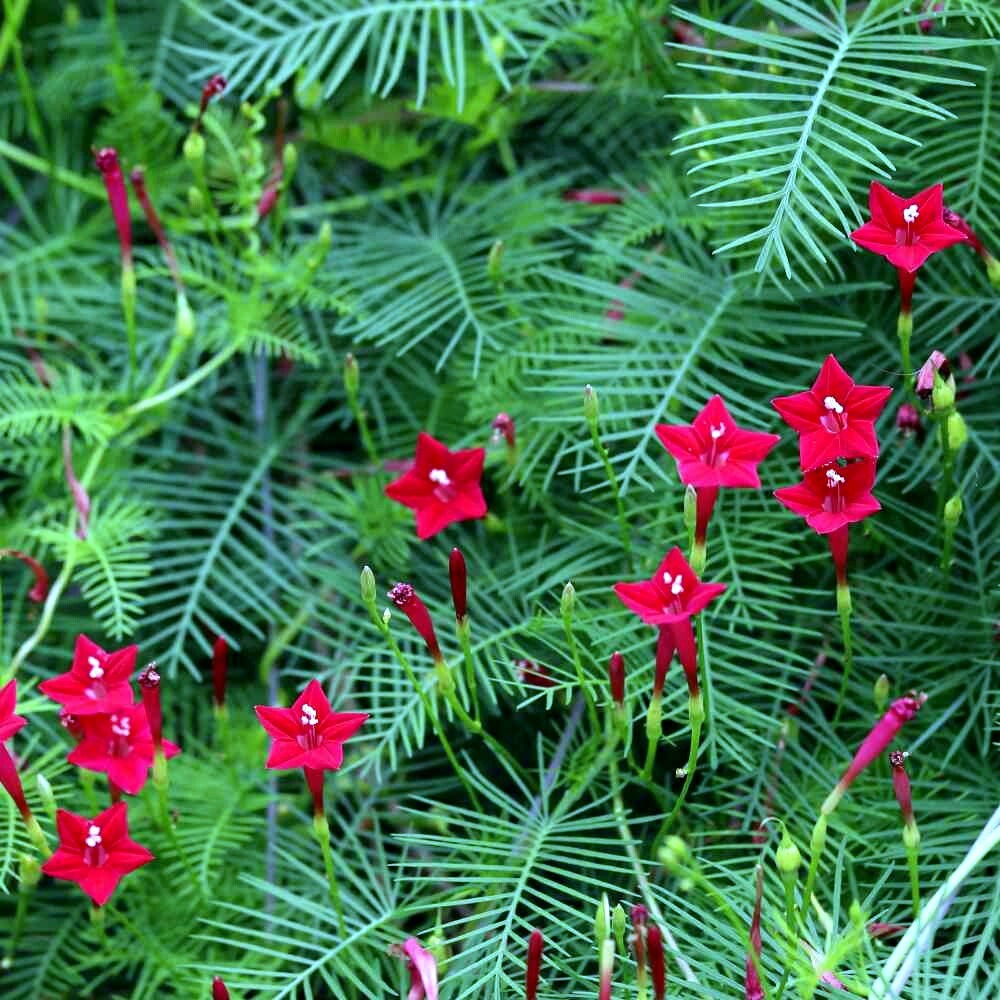 50 STAR GLORY SEEDS Cardinal Creeper Vine Flower Plant Butterflies Hummingbirds