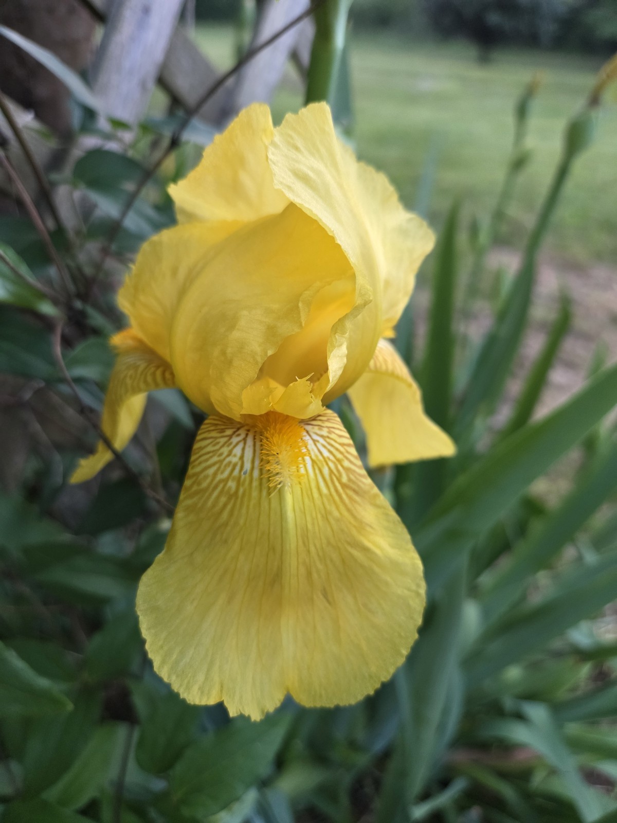 6 – Yellow Iris Flower Rhizome Rhizomes Plant Flowers Dug Fresh