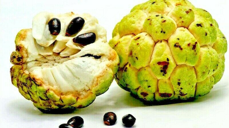 ORGANIC “Sugar Apple” Fruit Tree Seeds (Annona squamosa) Tropical Sweetsop Plant