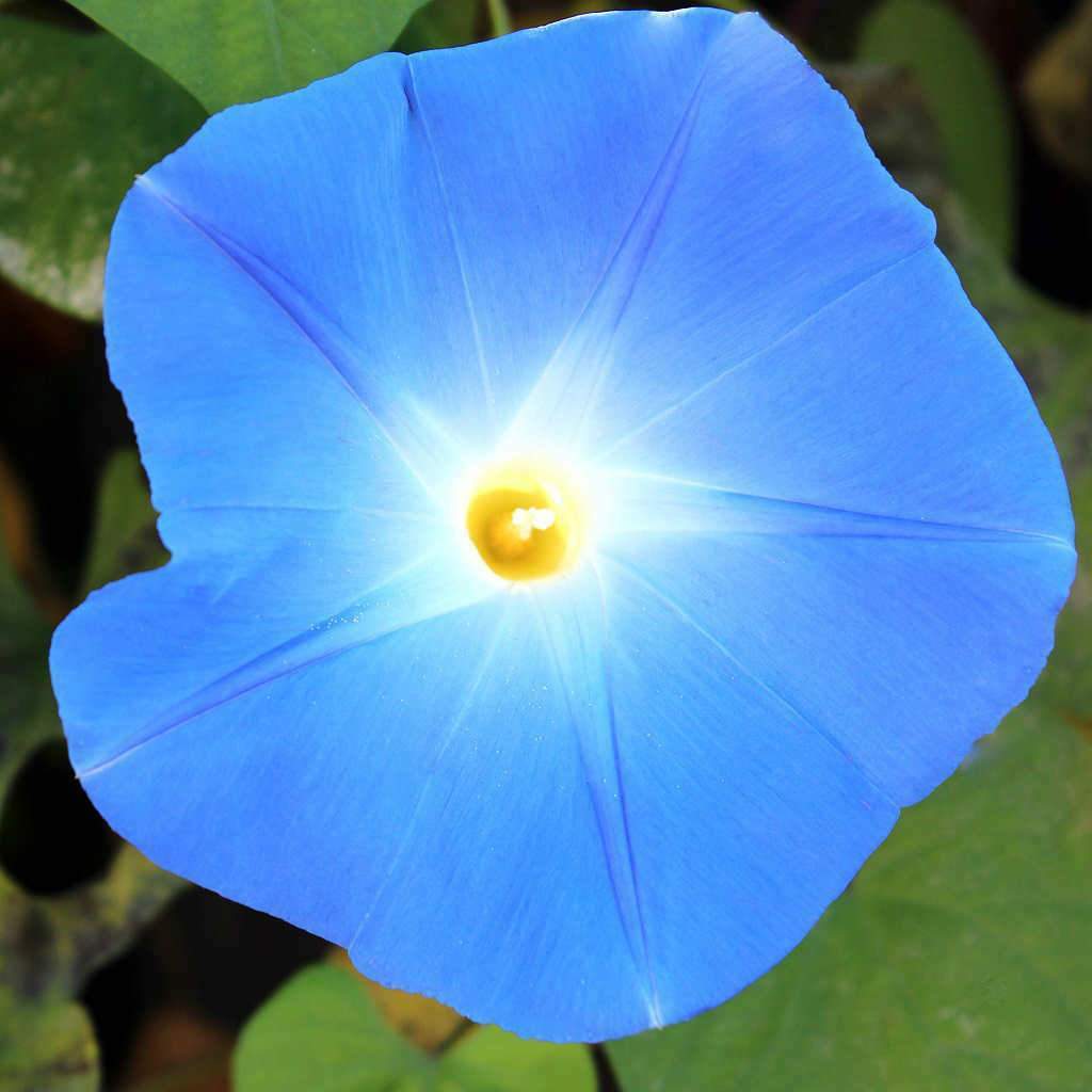 Morning Glory Heavenly Blue Seeds 30+ Flower US FREE SHIPPING UNTREATED ANNUAL
